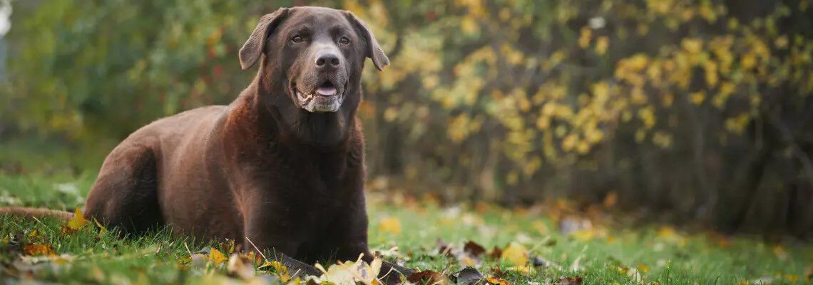 Wat is de beste senior hondenvoeding? Wat is de beste senior hondenvoeding?